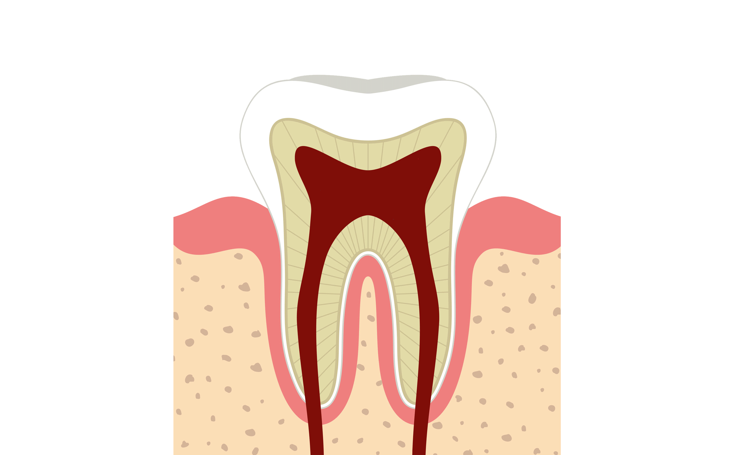 disegno dente disegno dente