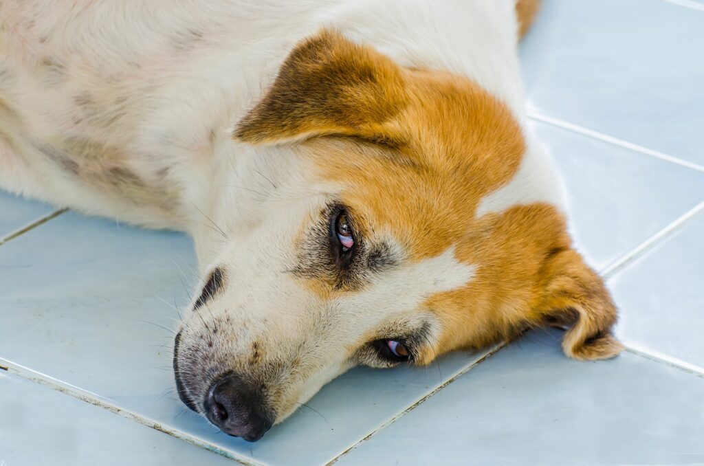 Dermatiti da stress canine