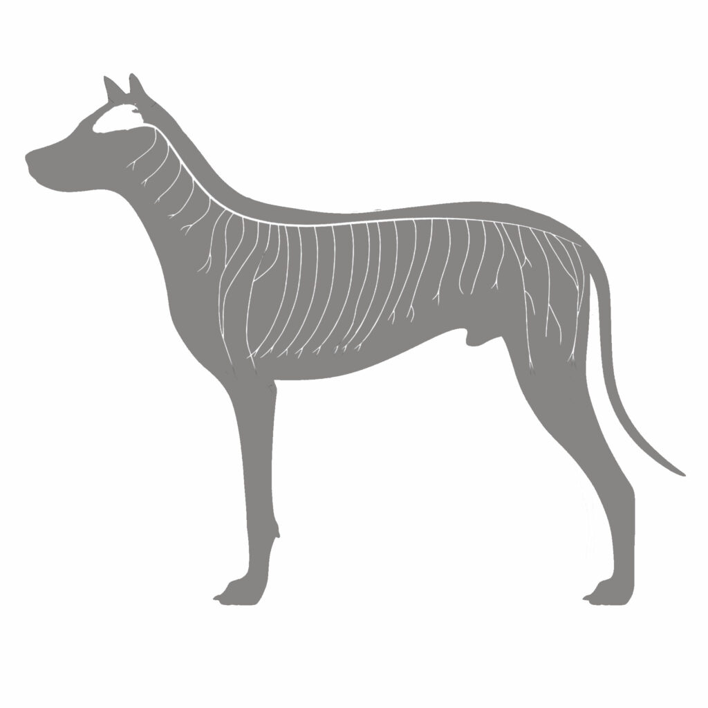 sistema nervoso cane